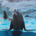 asu-shu-namir avatar