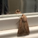 aswarmofmoths avatar