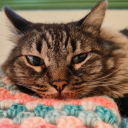 ataraxia-miau avatar