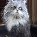 atchoumthecat avatar