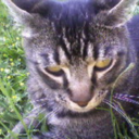 atecatwaffles avatar