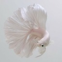 athena-inthe-rain avatar