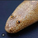 athenaspetsnek avatar