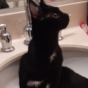 atiredartistandacat avatar