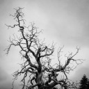 atiredvampire avatar