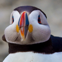 atlantic-puffins avatar