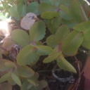 atlasihamid8020 avatar