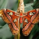 atlasmothmess avatar