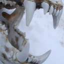 atleast50ratsinatrenchcoat avatar