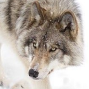 atlxntic-wxlf avatar