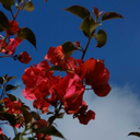 atom-of-cosmos avatar