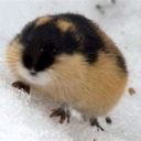 atomic-lemming avatar