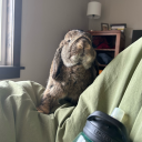 atomic-rabbit avatar