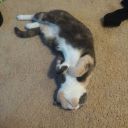 atomicharmonyllama avatar