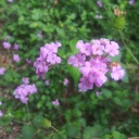 atomicnightbouquet avatar