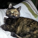 atomicstarfishdragon avatar