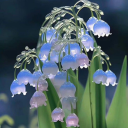 atomictreepiepony avatar