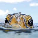 attaphon978-blog avatar