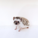 atticusthehedgie-blog avatar