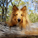 atticusthesheltie avatar