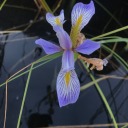 auberdysnoberflobers avatar