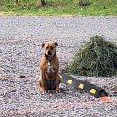 aubrey-anna-bad-banana avatar