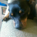 audientobserver avatar