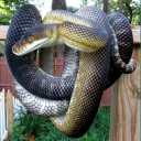 audiophilology avatar