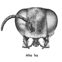 audly-s avatar