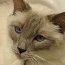 augurofauguring avatar