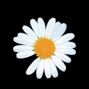august-daisy avatar