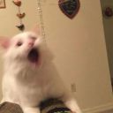 august-dayyyyze avatar