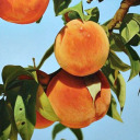 augustmeadows avatar