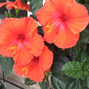 augustserendipity avatar