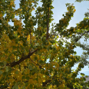 aurameselesisekerim avatar