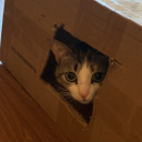 aureliabedelia avatar