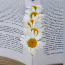 aurora-reads-books avatar