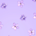 aurora-summer-sky avatar