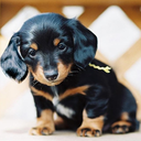 aurora-van-laak avatar