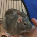 auroraangelstar avatar