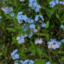 aurorabelleast avatar