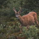 aurorahillsfm avatar