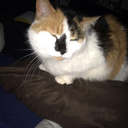 auroraisqueer avatar