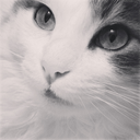 aurorakitcat-blog-blog avatar