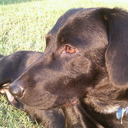 auroralikealion avatar