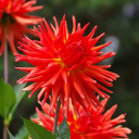 auroras-corner avatar