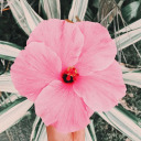 auroravalmores avatar