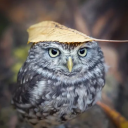 aurumacadicus avatar