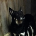 aussieboganqueen avatar