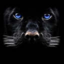 aussiecreampuff avatar